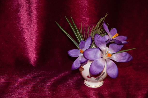 春季番红花图片下载