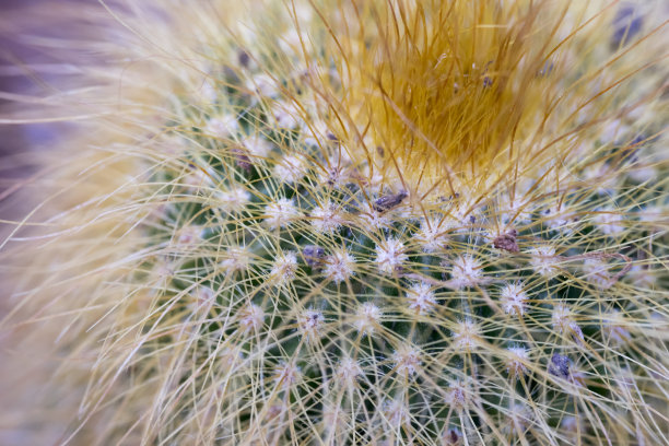 柠檬球仙人掌，又称金球仙人掌和黄塔仙人掌图片下载