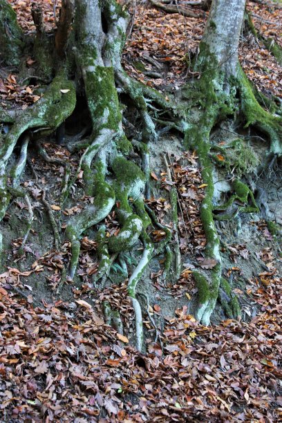 森林里长满苔藓的大树根图片下载