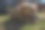 意大利罗马。一只杂种狗在公园里自由玩耍，追逐球，抓住球，把它叼回来。图片下载
