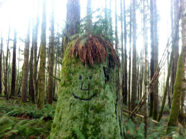 甜姐儿树图片下载