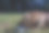 意大利罗马。一只杂种狗在公园里自由玩耍，追逐球，抓住球，把它叼回来。图片下载