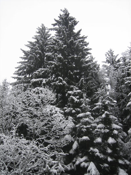 有几棵冷杉树在冬天的寒冷中。图片下载