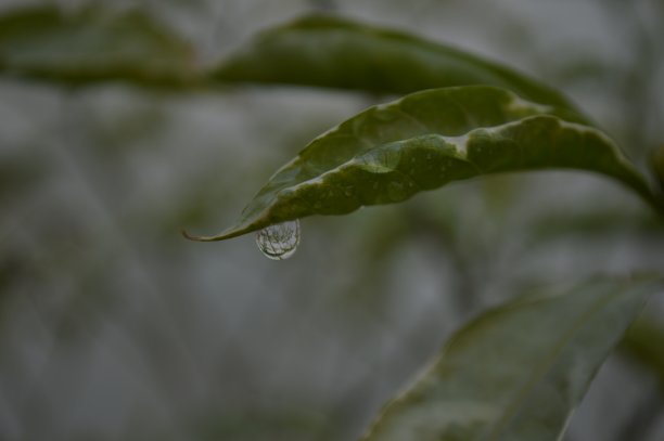 水滴图片下载