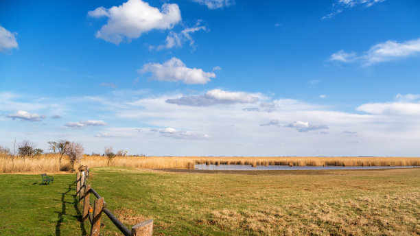 布尔根兰纽伊德勒湖边的草地图片下载