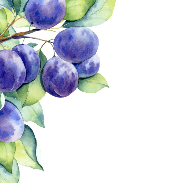 白底上的水彩李子图片下载