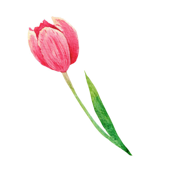 手绘彩色郁金香孤立的白色背景。水彩插图图片下载