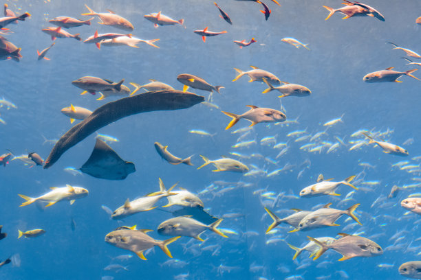中国三亚，海南亚特兰蒂斯酒店的一个巨大水族馆里的大穆拉纳(海鳗，穆拉纳科)。图片下载