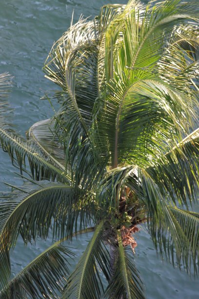 棕榈树图片下载