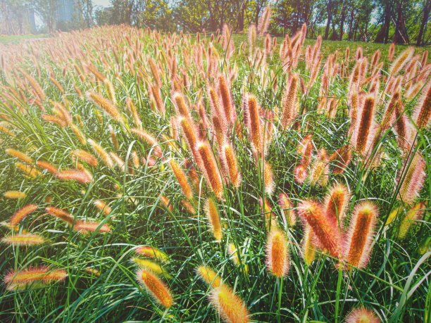 背光照片羽毛狼尾草，使命草和柔和的阳光在夕阳图片下载