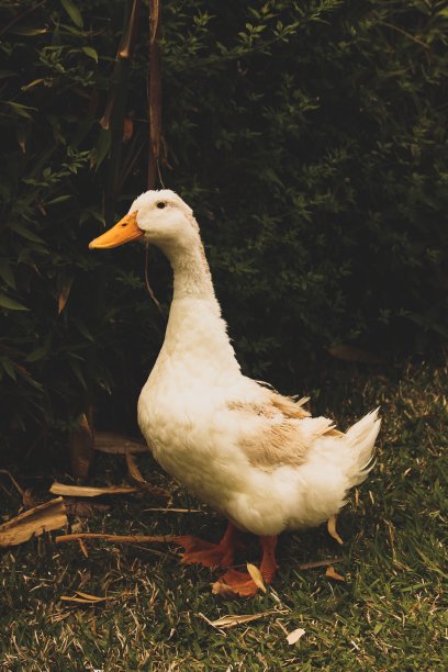 鸭摆姿势。这只鸭子的肖像很像蒙娜丽莎。图片下载