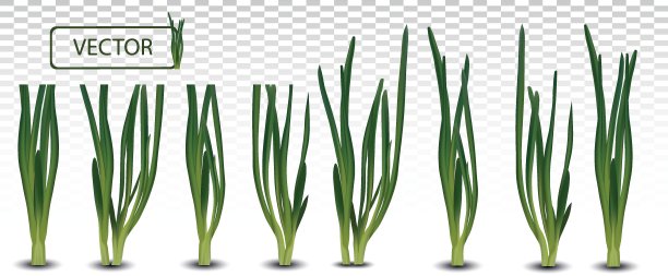 3d现实的绿色洋葱孤立在透明的背景。新鲜的绿洋葱特写。收集绿洋葱。前视图。有机食品。矢量插图。图片下载