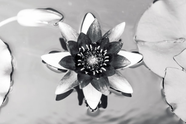 黑白睡莲，美丽的自然背景与复制空间图片下载