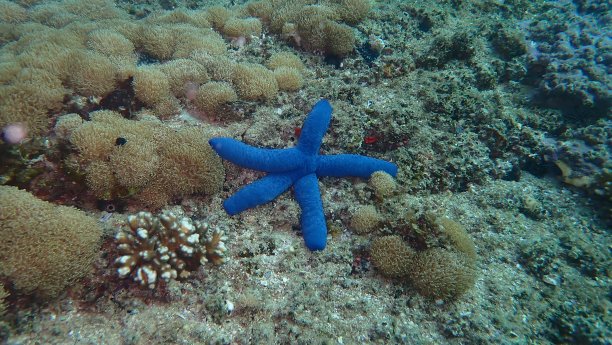 蓝色的海星图片下载
