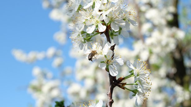 春季白色樱花特写图片下载