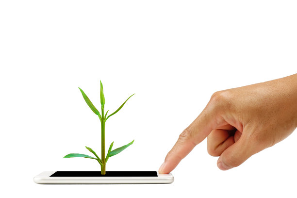 智能手机上的手指触摸屏幕上长着一棵小树。孤立的白色背景与剪辑路径图片下载