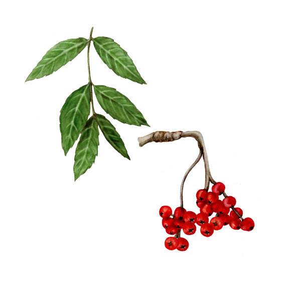水彩画的花梨花浆果与树叶图片下载