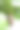缪斯水果生长在田野图片下载