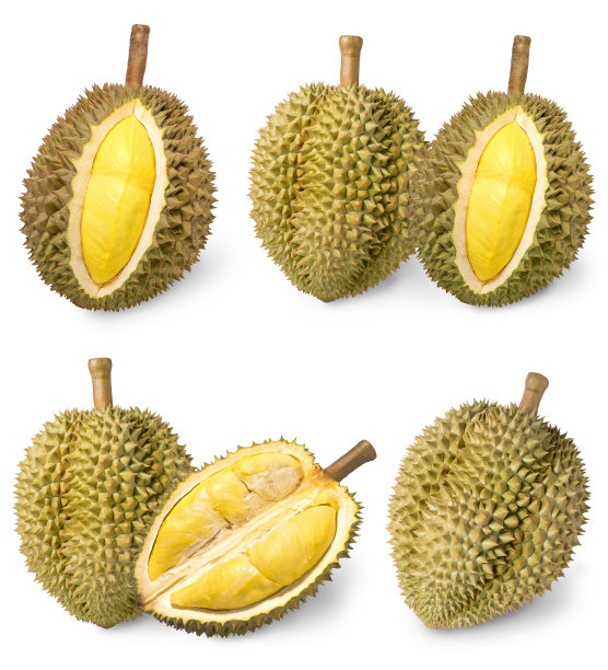 白底隔离榴莲，用于榴莲隔离包装设计图片下载