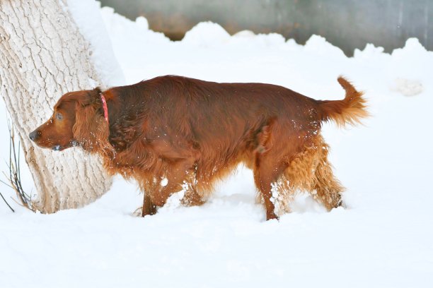 爱尔兰红色Setter图片下载
