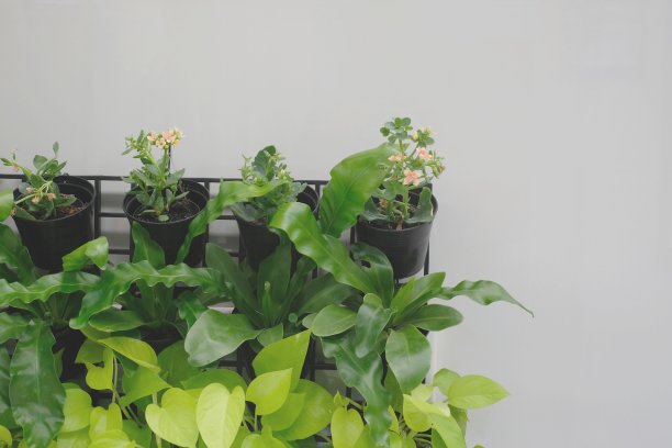 蕨类植物，白色墙壁上装饰花盆中的一种小植物图片下载