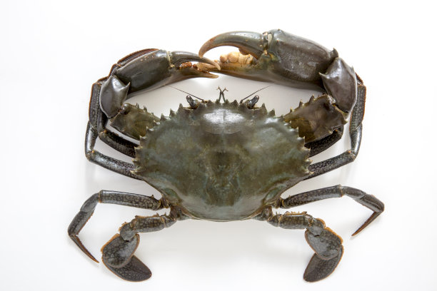 禁闭Scylla图片下载