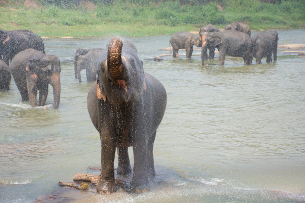 大象的肖像洗澡和喷雾水周围图片下载