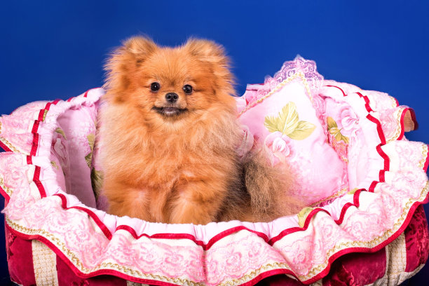 可爱的博美犬在蓝色的背景。图片下载