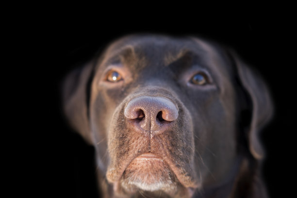 面部肖像棕色巧克力拉布拉多猎犬孤立在黑色背景。狗的脸靠近，专注于鼻子。年轻可爱的棕色拉布拉多寻回犬。图片下载