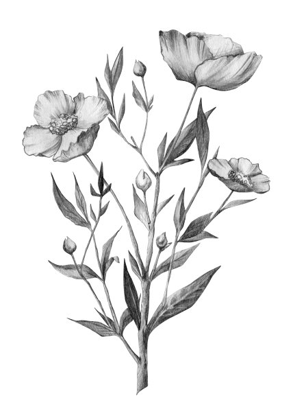 手绘植物插图。铅笔画的罂粟孤立在白色。花用于海报，明信片，设计，墙纸图片下载