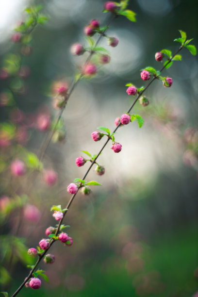 春天的花朵特写图片下载