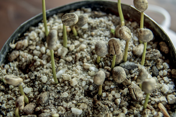 罗布斯塔咖啡苗在苗圃里图片下载