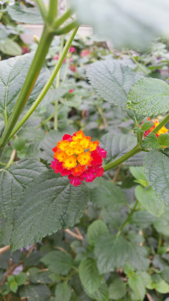 粉色，黄色和橙色的马缨丹花图片下载