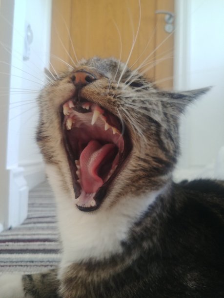 巨大的猫图片下载