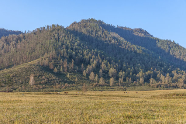 一群马在安静地吃草。蓝天下折叠的小山。闪亮的风景。绝对完美的照片。阳光明媚的草地上。阿尔泰Republic.Siberia。俄罗斯。图片下载