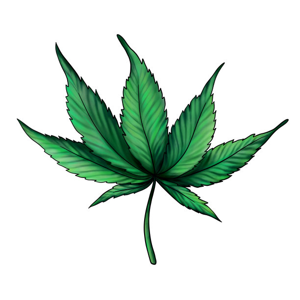 绿色大麻叶子孤立在白色的背景。药用大麻的叶子。手绘水彩插图孤立的白色背景图片下载