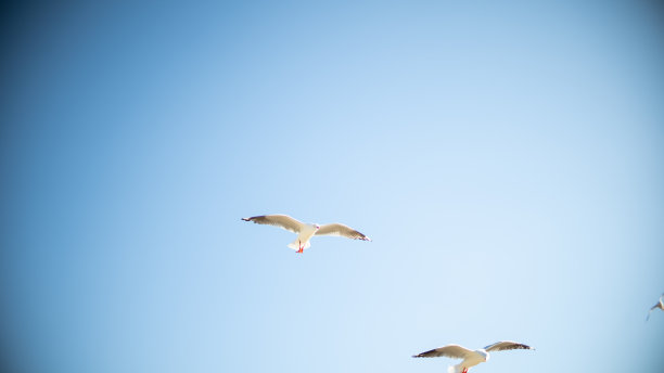 海鸥在海滩上热带海洋假日夏天日落日出图片下载