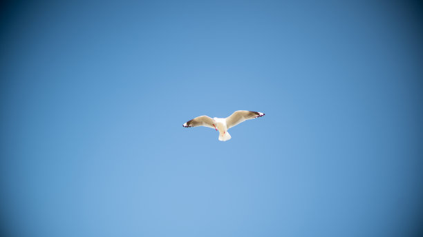 海鸥在海滩上热带海洋假日夏天日落日出图片下载