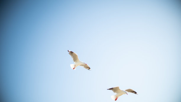 海鸥在海滩上热带海洋假日夏天日落日出图片下载