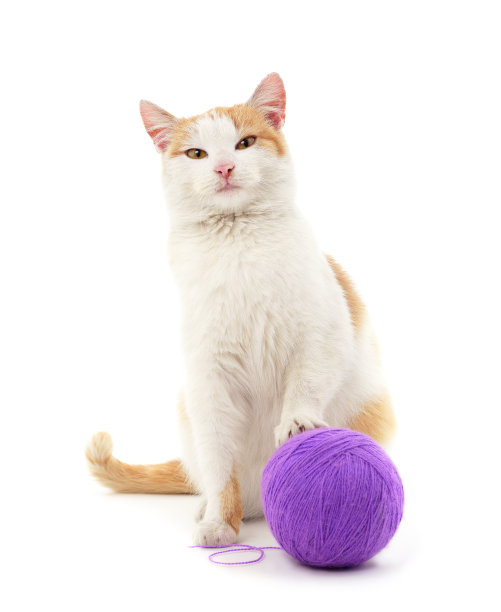 灰猫拿着球。图片下载