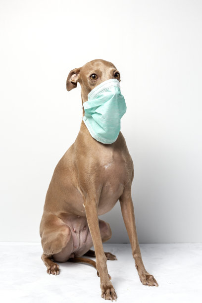 戴口罩的狗图片下载