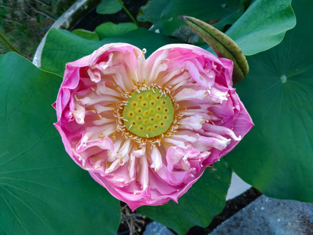 粉红色的莲花，盛开并有雄蕊。图片下载