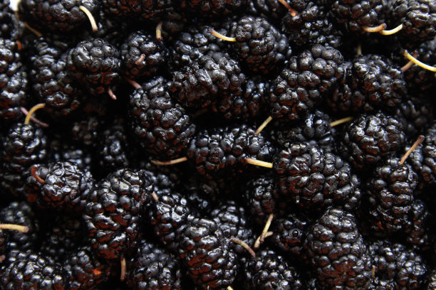 桑椹果实。新鲜桑椹果实的特写。图片下载