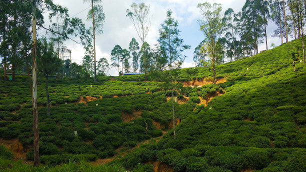 斯里兰卡绿色山丘上层叠的茶园图片下载