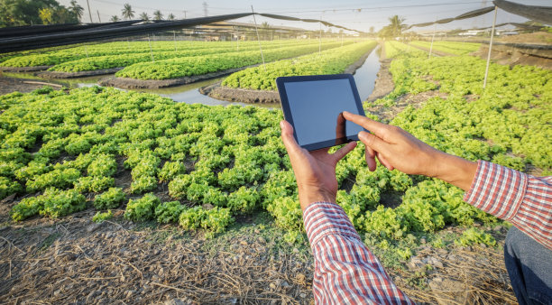 生菜农场，现代农民种植有机生菜，采用农业技术图片下载