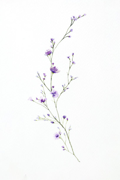 水彩花束花孤立的白色背景图片下载