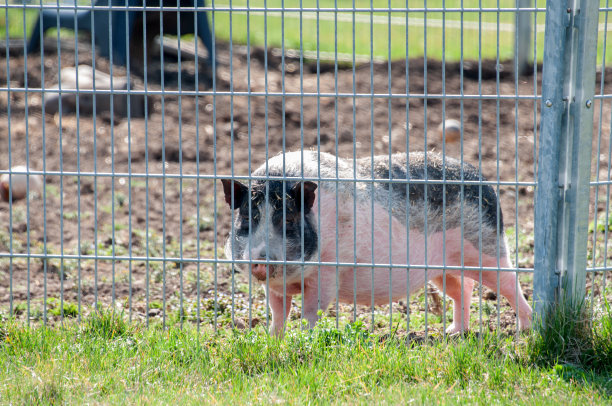 农场铁栅栏后面的迷你猪图片下载