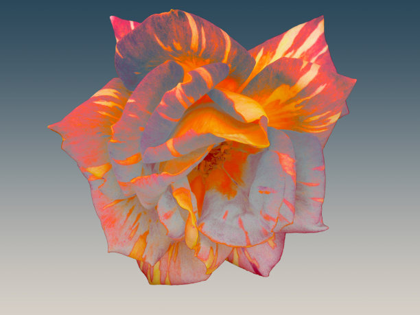 灰色背景下的玫瑰轮廓图片下载