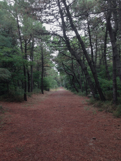铺满松针的小径图片下载