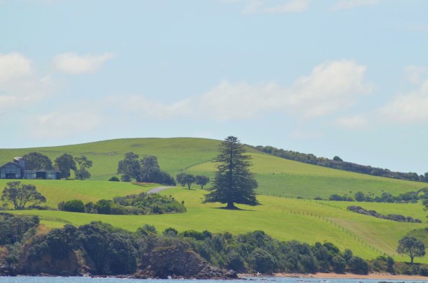 风景优美的巨大的树木在海湾的岛屿新西兰图片下载
